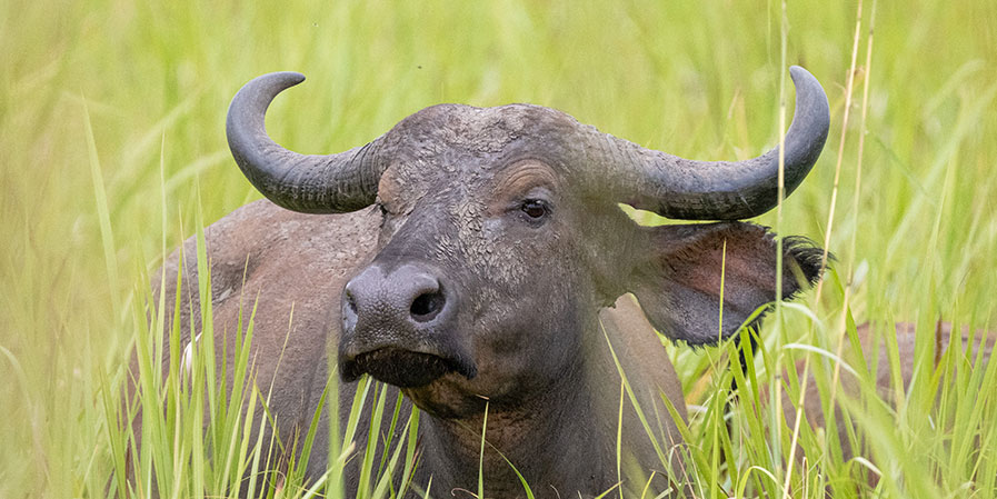 Lake Mburo National Park