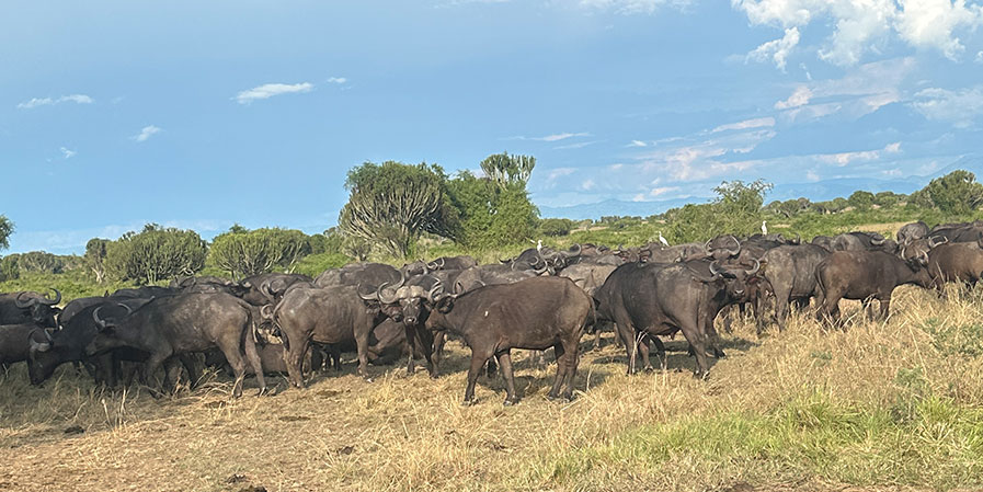 1 day Murchison Falls