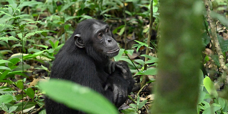 Kibale Forest National Park