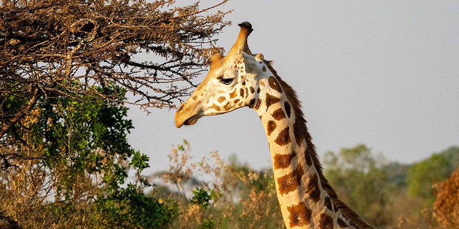 Facts about Giraffes