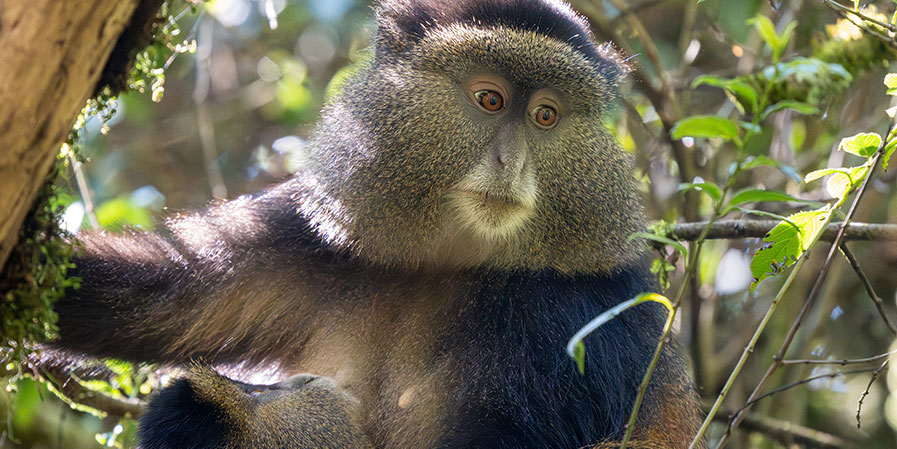 Gishwati Mukura National Park