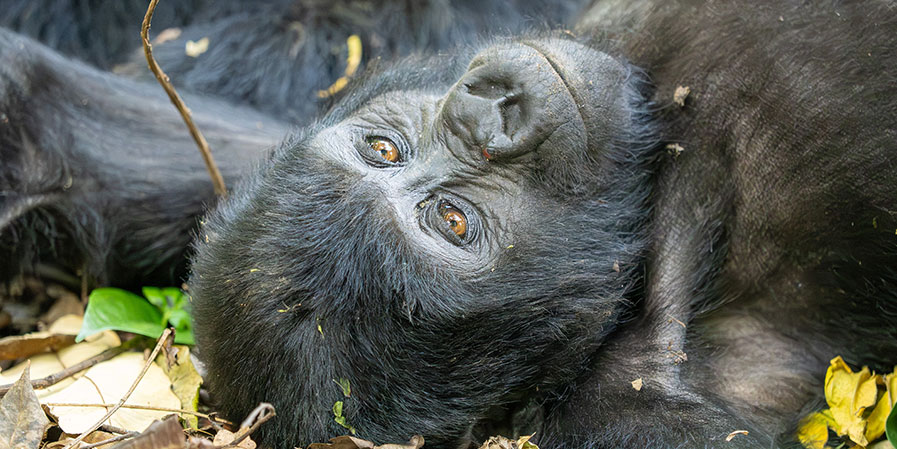 3 days Gorilla trekking
