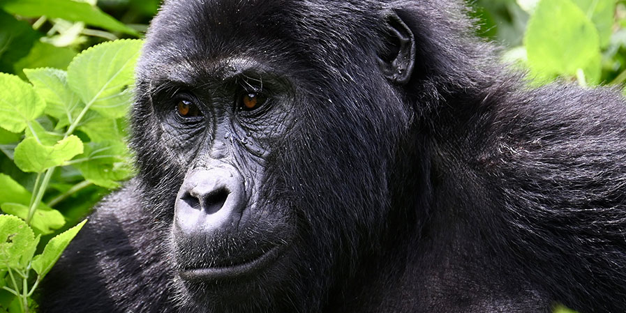 Mgahinga Gorilla National Park