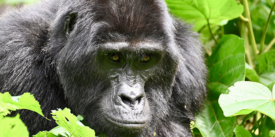 4 days Gorilla trekking