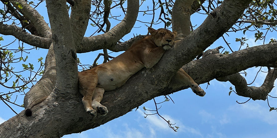 Queen Elizabeth National Park