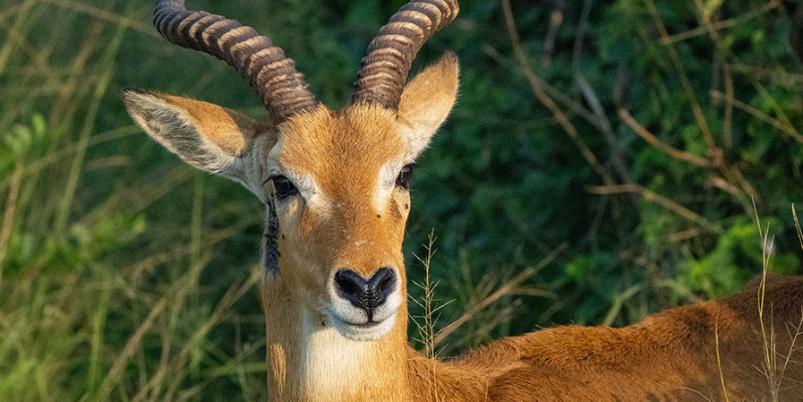 Semuliki National Park
