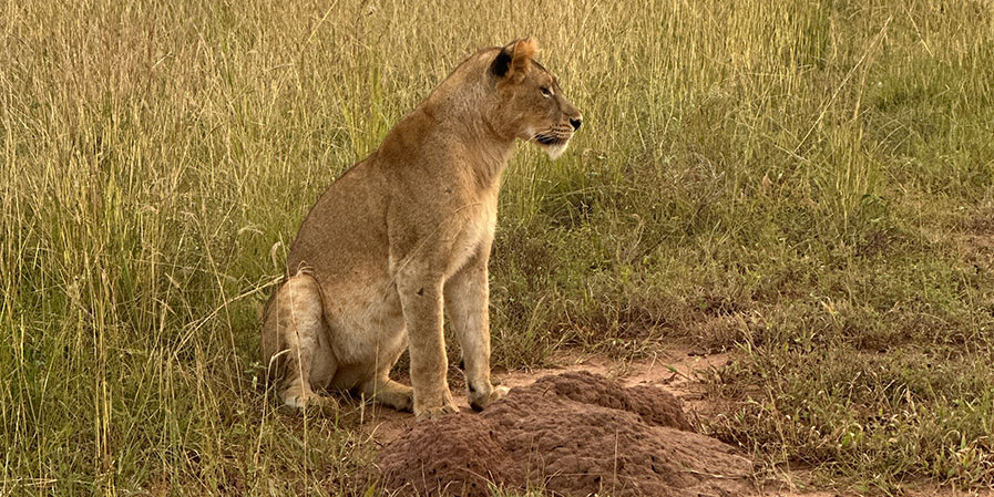 Akagera National Park