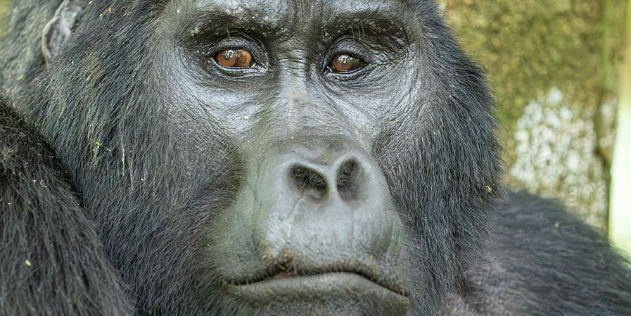 gorilla trekking bwindi